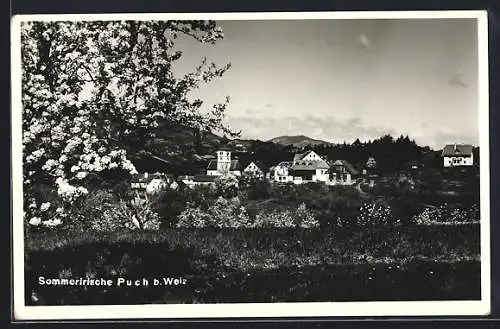 AK Puch b. Weiz, Ortspartie bei Baumblüte