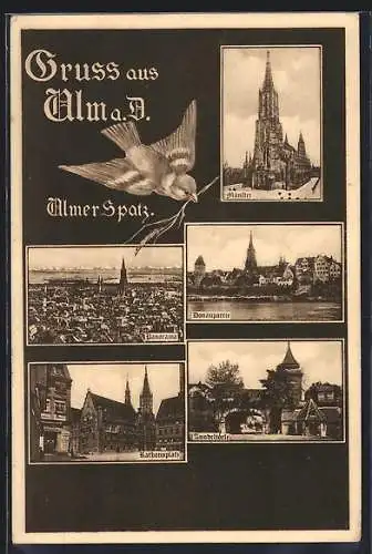 AK Ulm a. D., Zundeltörle, Münster, Rathausplatz, Ulmer Spatz