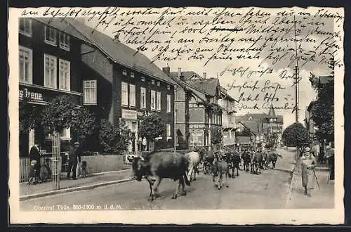 AK Oberhof /Thür, Strassenpartie mit Geschäften und Rindern