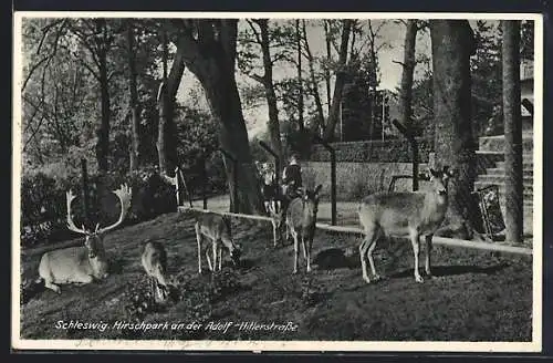 AK Schleswig, Hirschpark an der strasse