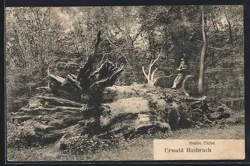 AK Hasbruch, Hohle Eiche im Urwald