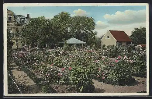 AK Dobitschen /Kr. Altenburg, Rosengarten von Albin Kratsch, Rolika