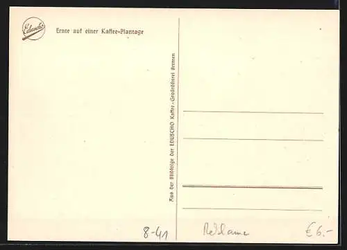 AK Ernte auf einer Kaffee-Plantage, Eselgespann