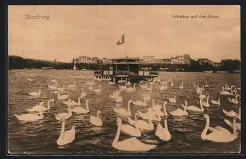 AK Hamburg, Schwäne auf der Alster