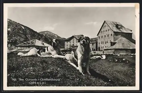 AK San Gottardo, Gotthardhopiz, Bernhardiner