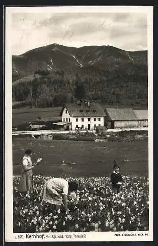 AK Kernhof, Am Gschaid, Narzissenwiese