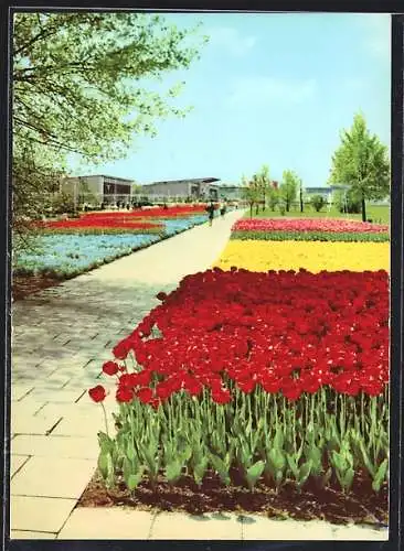 AK Erfurt, Internationale Gartenbauausstellung der DDR 1971, Blick über die Blumenwiese zu den Hallen