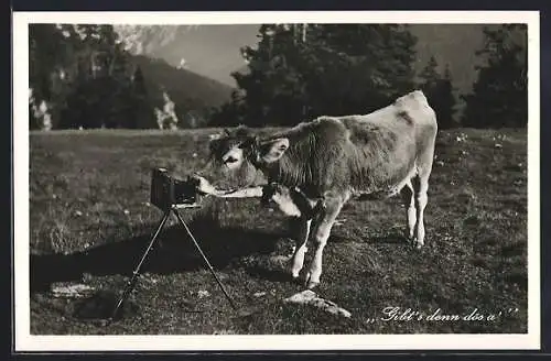 AK Kuh leckt am Fotoapparat