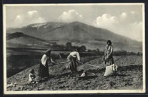 AK Podkarp. Rus, Sazeni brambor, Ukrainische Bauersfrauen