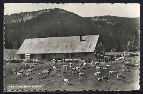 AK Châtel-sur-Montsalvens, Bauernhaus mit weidenden Kühen