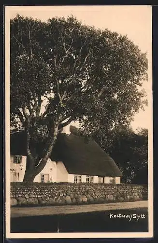 AK Keitum /Sylt, Strassenpartie mit Wohnhaus und grossem Baum