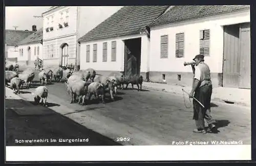 AK Drassmarkt, Schweinehirt im Burgenland