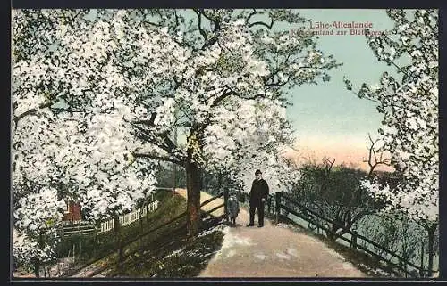 AK Lühe /Altenland, Kirschenland zur Blütenpracht, Promenade