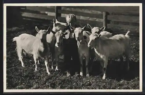 Foto-AK Bube mit Ziegen