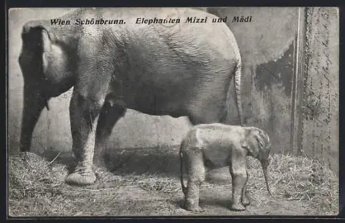 AK Wien-Schönbrunn, Elephanten Mizzi und Mädi