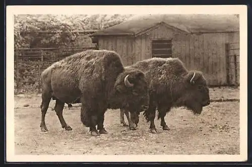 AK Wien-Schönbrunn, Tiergarten, Bison, Nordamerika