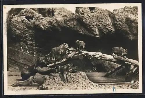 AK Hamburg-Stellingen, Kletternde Löwen in Hagenbecks Tierpark