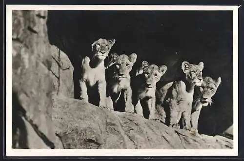 AK Stellingen-Hamburg, Carl Hagenbeck`s Tierpark, Löwinnen in der Löwenschlucht