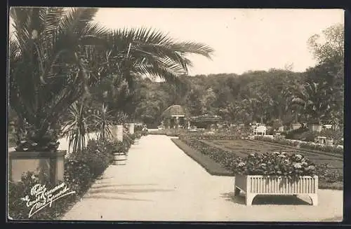 AK Bad Pyrmont, Gartenanlagen mit Palmen