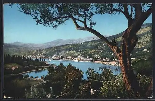 AK Gravosa, Panorama mit Ölbaum