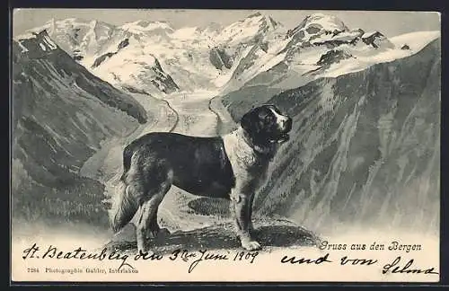 AK Bernhardiner vor den Alpen