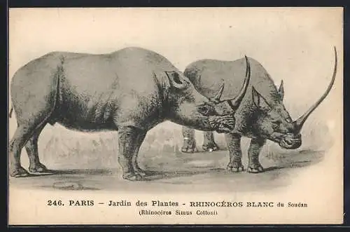 AK Paris, Jardin des Plantes, Rhinoceros Blanc, du Soudan