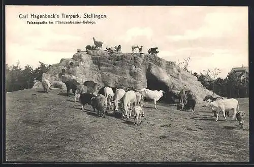 AK Stellingen, Hagenbecks Tierpark, Felsenpartie im Pflanzenfresser-Gehege, Rinder, Esel