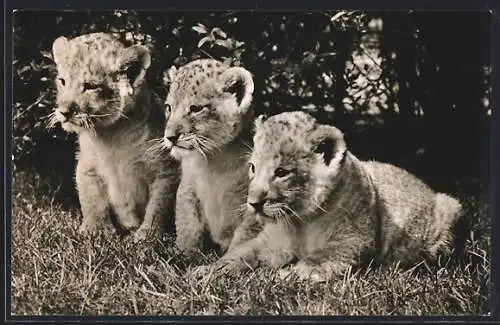 AK Hamburg-Stellingen, Carl Hagenbeck`s Tierpark, Löwenbabys