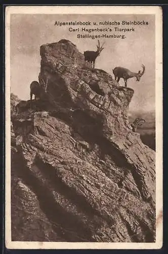 AK Stellingen-Hamburg, Hagenbeck`s Tierpark, Alpensteinbock und nubische Steinböcke