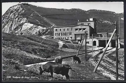 AK Rochers de Naye, Weidende Kühe am Bahngleis