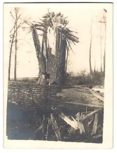 Fotografie Walter Grahlke, Wunstorf, Uff. in Uniform nebst von Granate zerberstetem Baumstamm