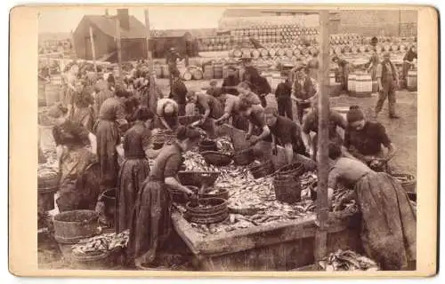 Fotografie unbekannter Fotograf, Ansicht Peterhead, schottische Frauen beim Entschuppen der Fische im Hafen, 1902