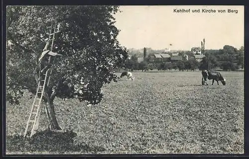 AK Berg, Kehlhof und Kirche, Mann auf einer Leiter im Baum