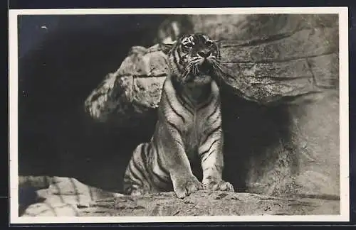 AK Hamburg-Altona-Stellingen, Carl Hagenbeck`s Tierpark, Ostsibirischer Tiger