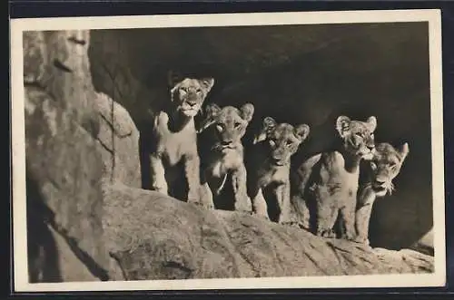 AK Stellingen-Hamburg, Carl Hagenbeck`s Tierpark, Löwinnen in der Löwenschlucht