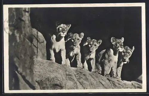 AK Stellingen-Hamburg, Carl Hagenbeck`s Tierpark, Löwinnen in der Löwenschlucht