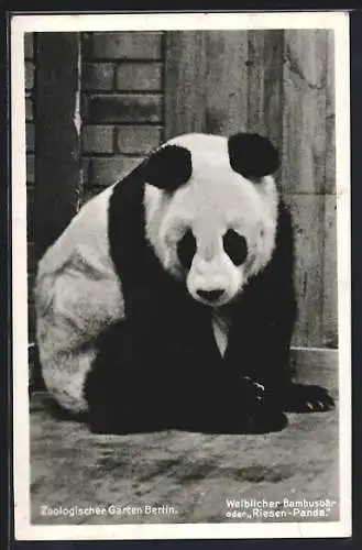 AK Berlin, Weiblicher Panda im Zoo