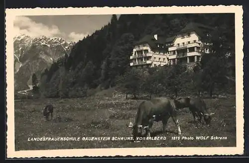 AK Schruns /Vorarlberg, Landesfrauenschule Gauenstein mit weidenden Kühen und Bergblick