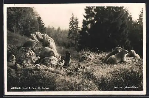 AK St. Gallen, Murmeltiere im Wildpark Peter und Paul