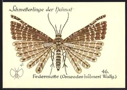 AK Federmotte, Schmetterlinge der Heimat