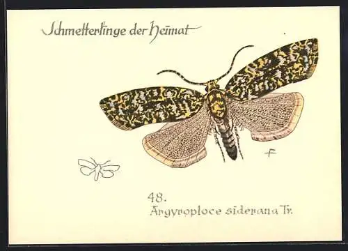 AK Argyroploce siderana Tr., Schmetterlinge der Heimat