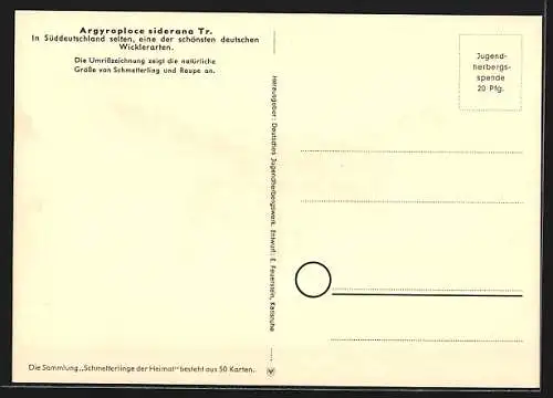 AK Argyroploce siderana Tr., Schmetterlinge der Heimat
