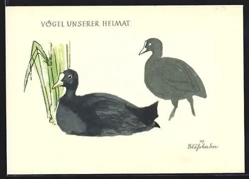 Künstler-AK Blässhuhn (Vögel unserer Heimat)