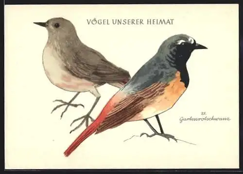 Künstler-AK Gartenrotschwanz (Vögel unserer Heimat)