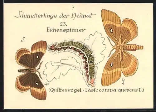 AK Schmetterling der Art Eichenspinner mit Raupenform