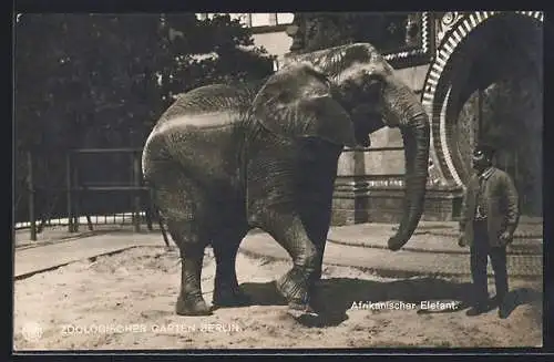 AK Berlin, Afrikanischer Elefant mit seinem Pfleger im Zoologischen Garten