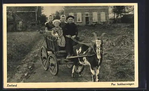 AK Zeeland, Per bokkenwagen, Kinder im Ziegengespann