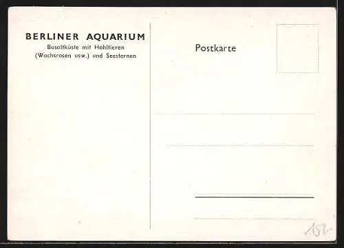 AK Berliner Aquarium, Basaltküste mit Hohltieren, Wachsrosen und Seesternen