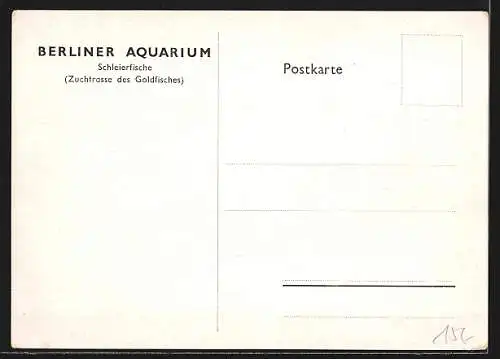 AK Berlin, Aquarium, Schleierfische