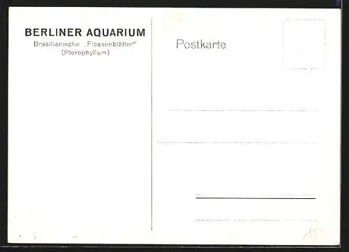 Künstler-AK Berlin, Aquarium, Brasilianische Flossenblätter